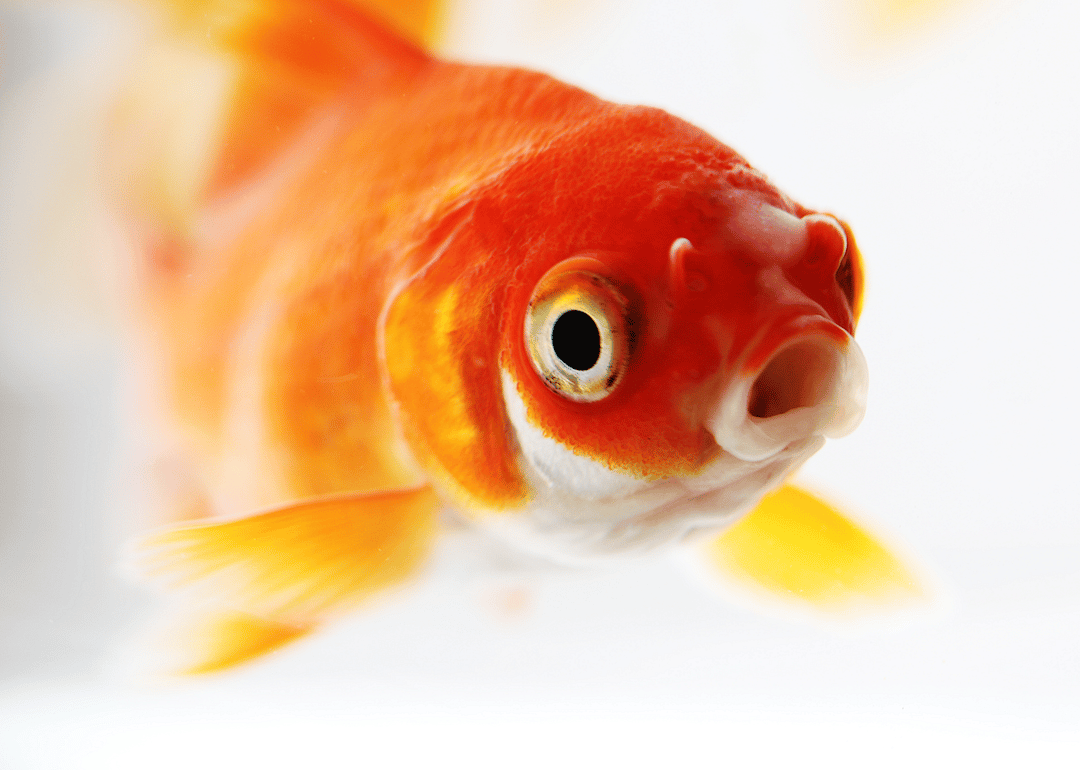 #14. Common goldfish