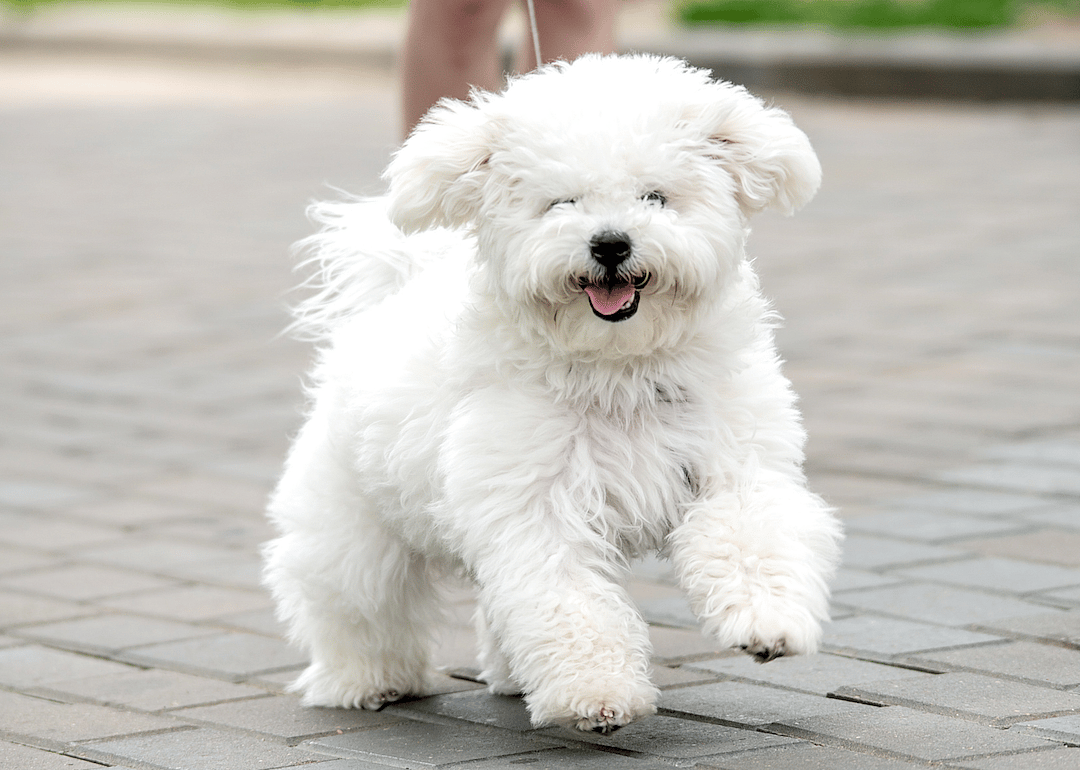 #10. Bichon frise (tie)