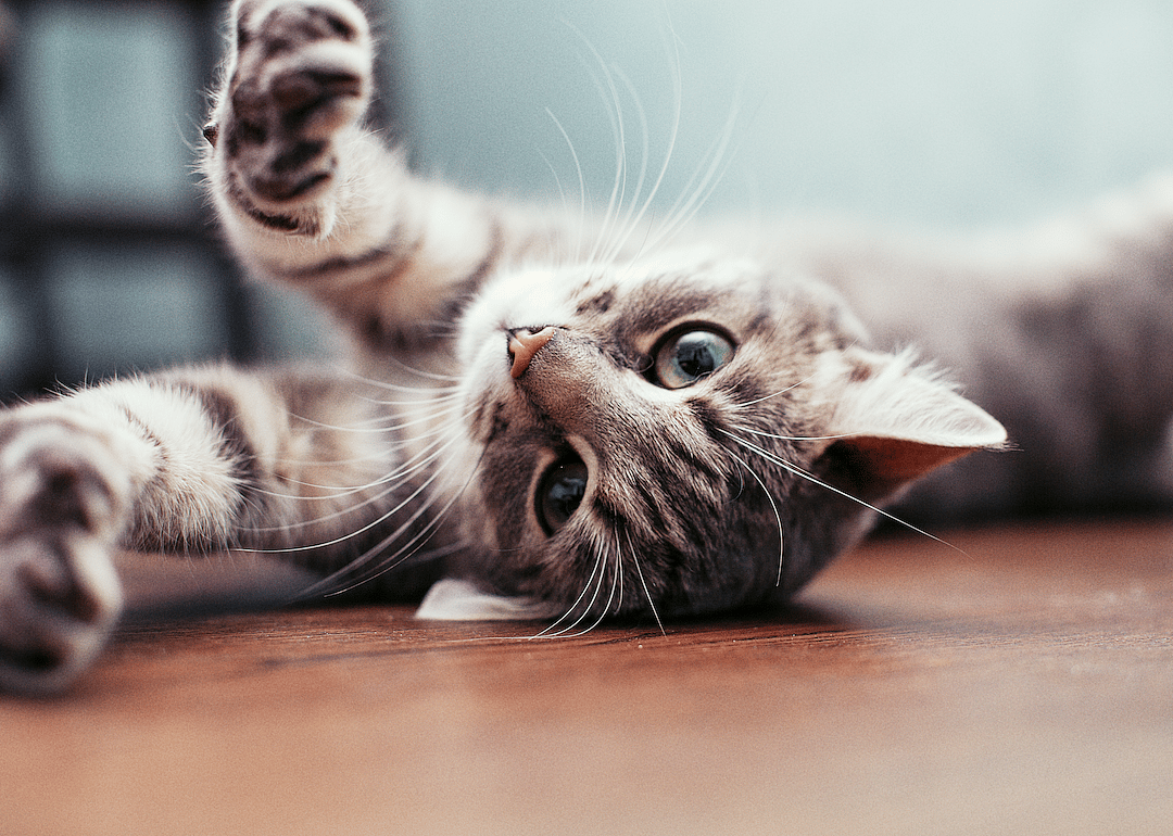 #8. Indoor cat
