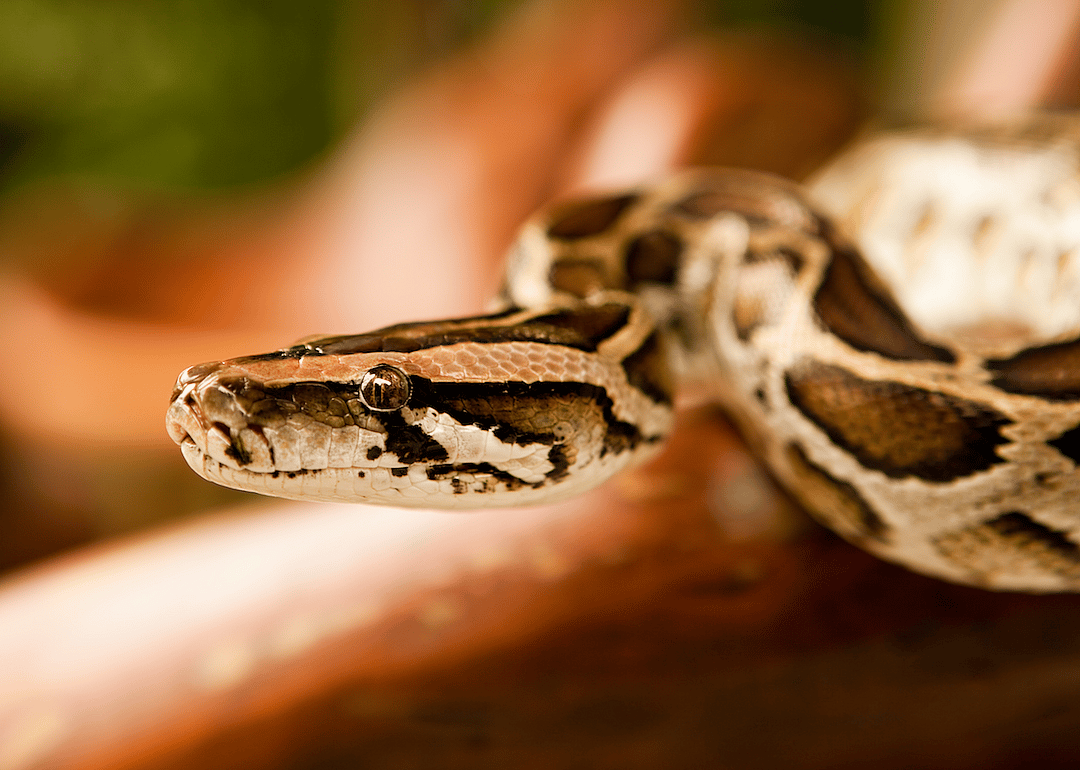 #7. Snake