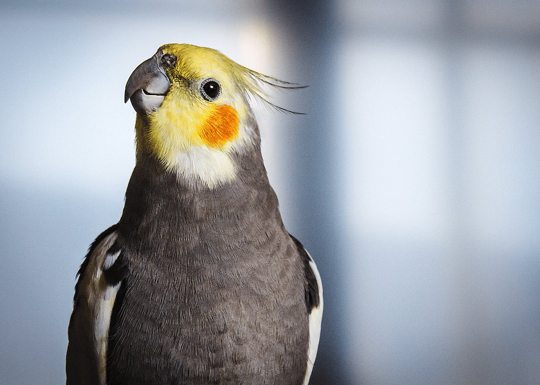 #6. Cockatiel