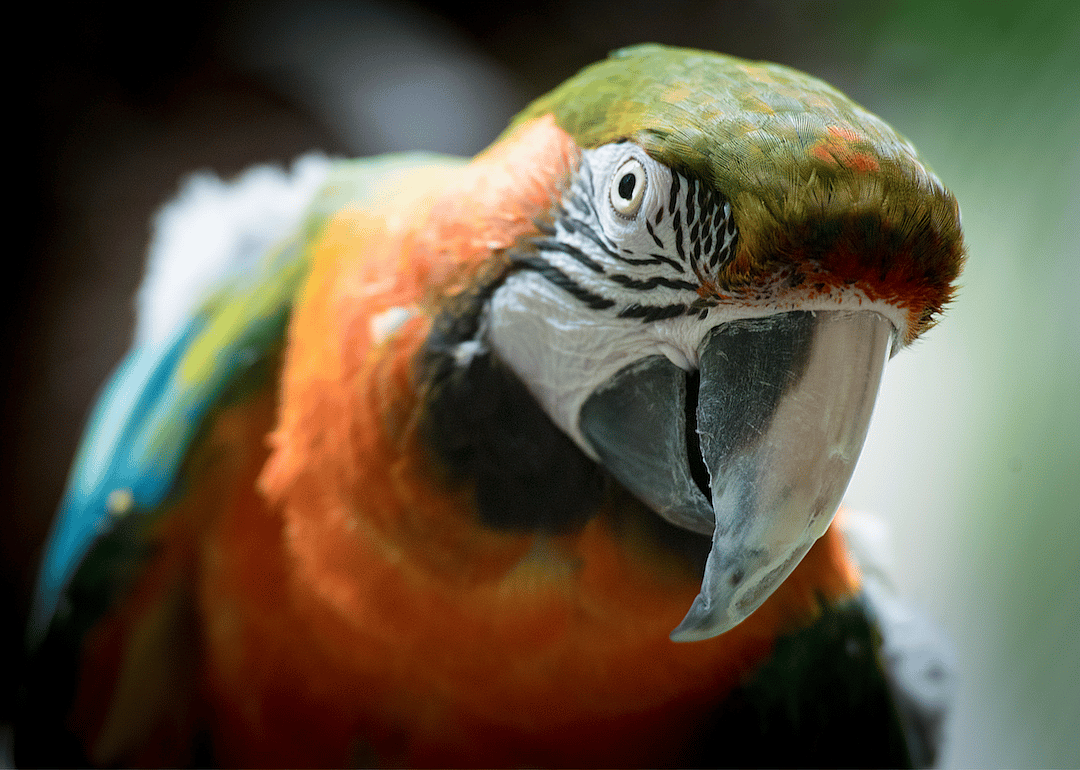 #3. Macaw (tie)