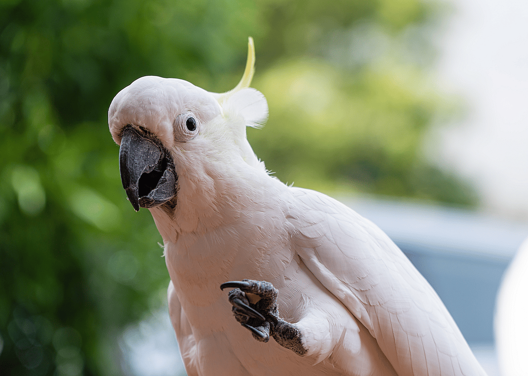 #3. Cockatoo (tie)