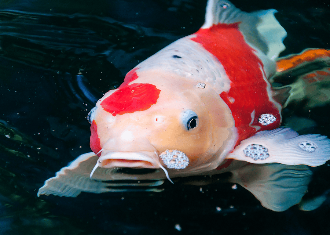 #2. Koi fish