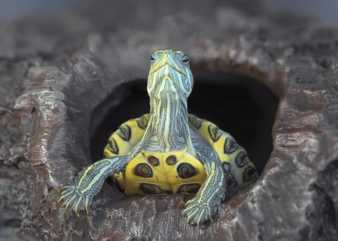 #1. Turtle
