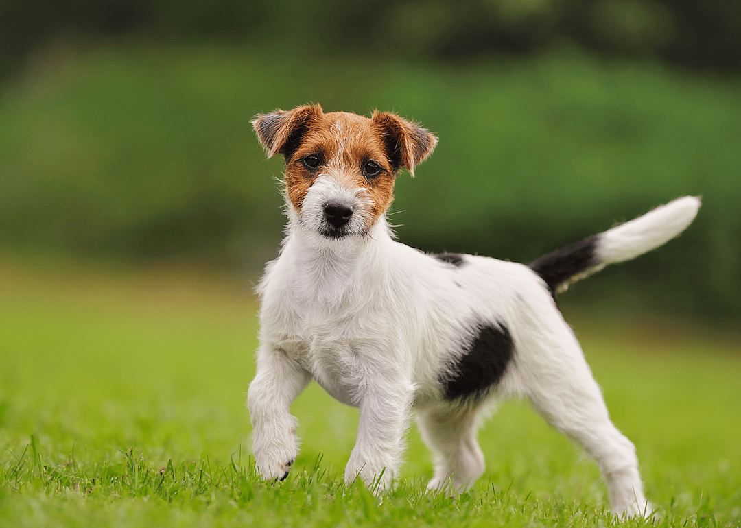 #13. Terrier