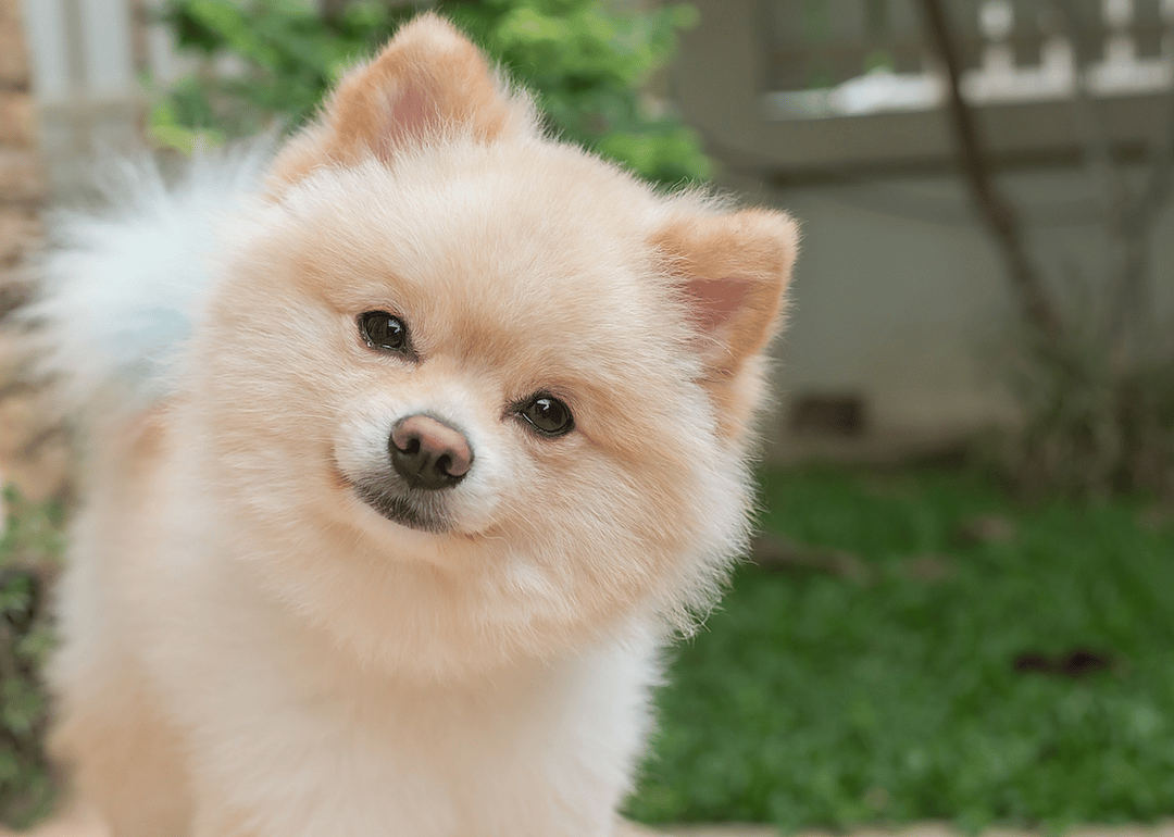 #12. Pomeranian