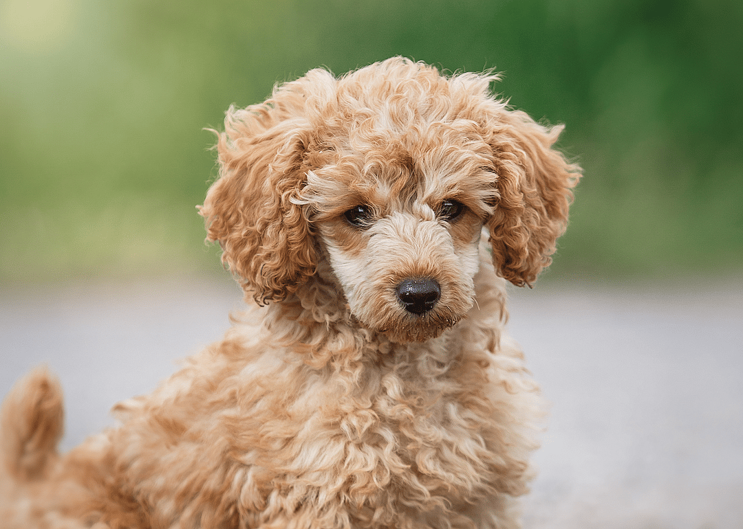 #10. Poodle (tie)