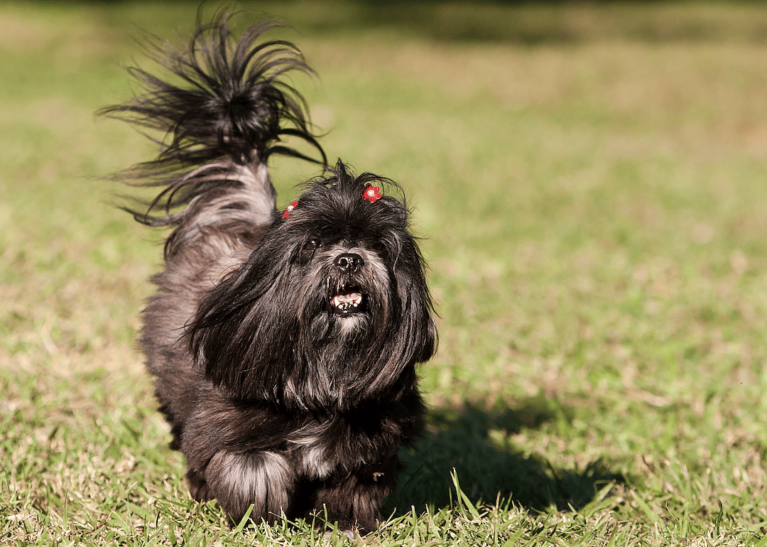 #9. Lhasa Apso