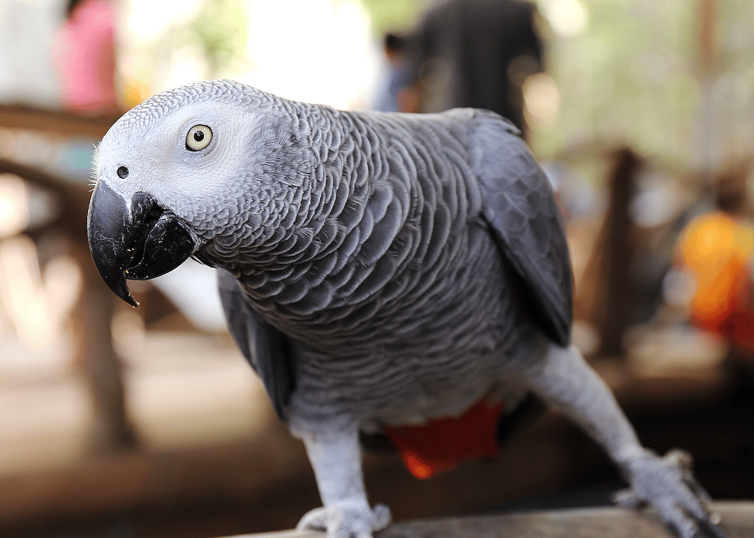 #3. African grey parrot (tie)
