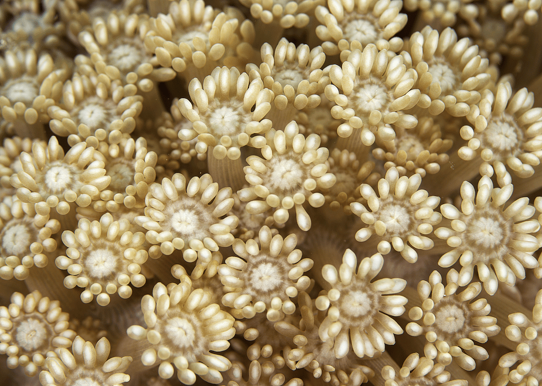 Coral reefs are made of skeletons