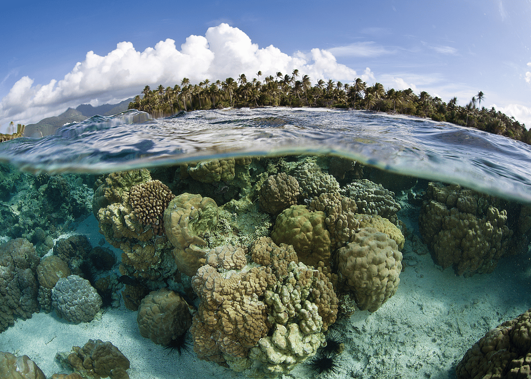 Corals (generally) like it warm