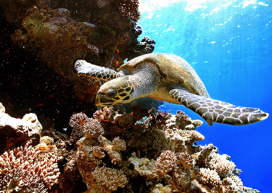 Coral reefs are very biodiverse