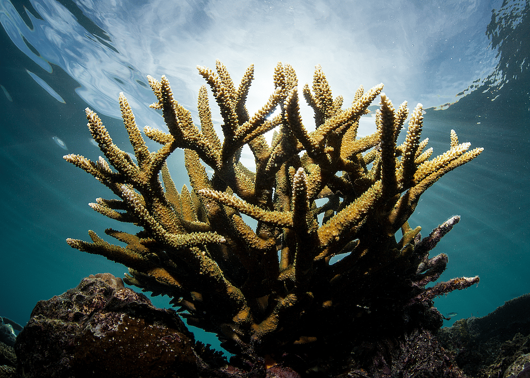 Coral reefs cultivate symbiotic relationships