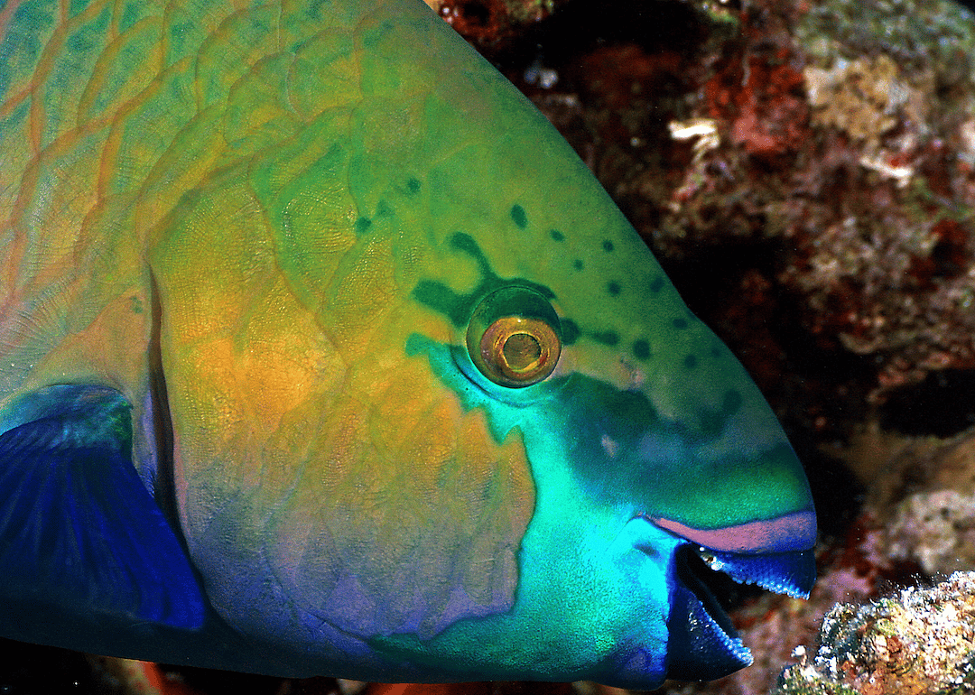 Coral reefs provide food