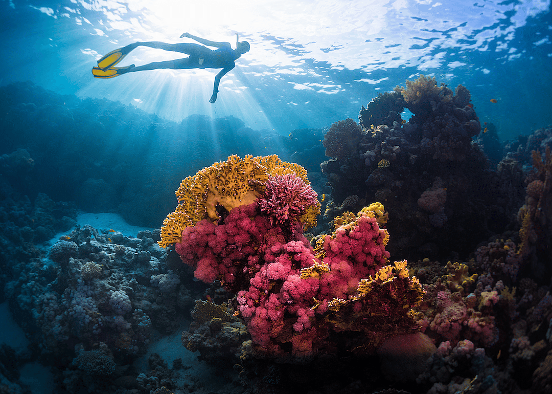 Much tourism relies on coral reefs