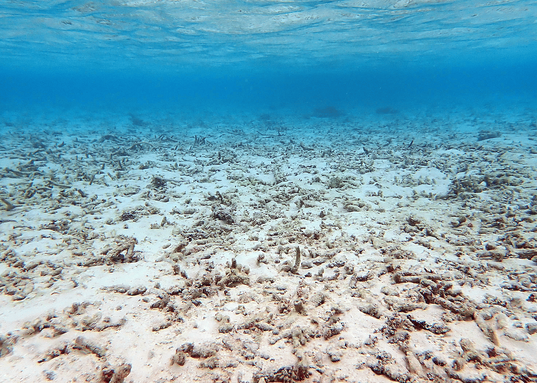 Mass bleaching events becoming more common