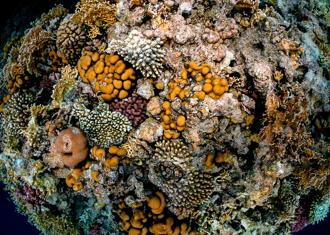 Coral reefs grow by latching onto rocks