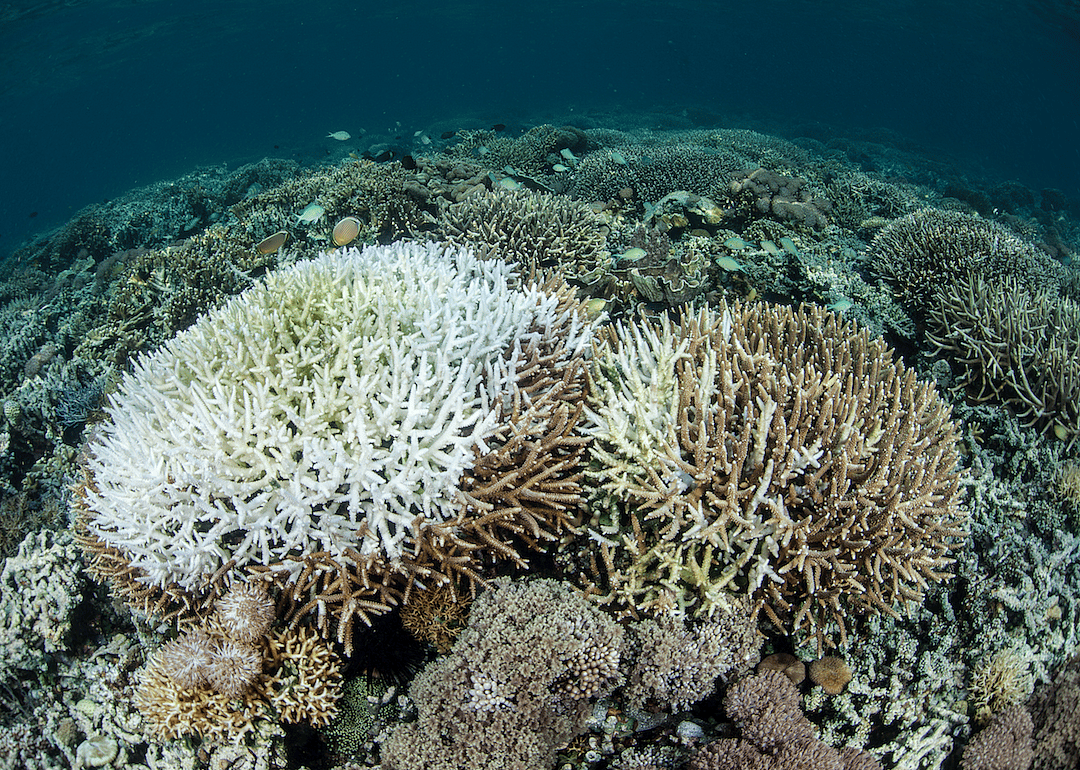 So what is coral bleaching?