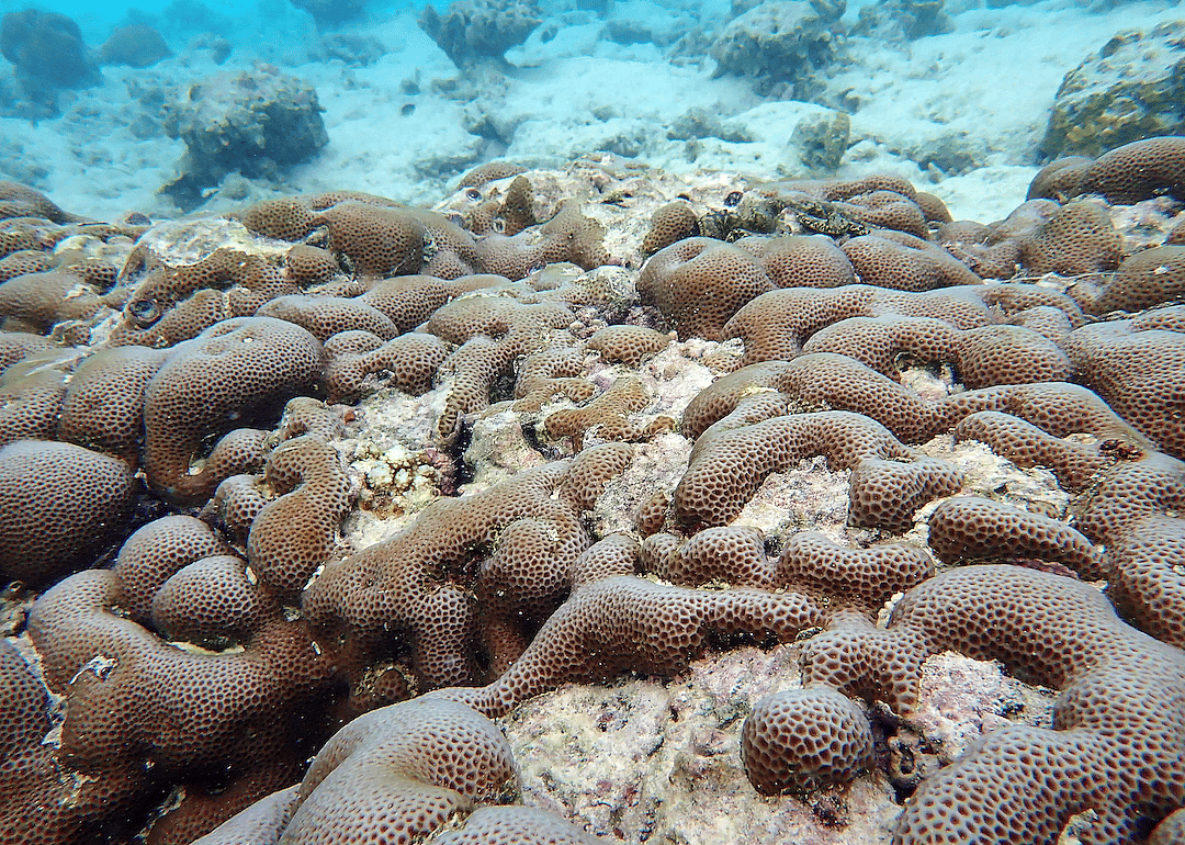 Rising ocean temperatures are killing coral