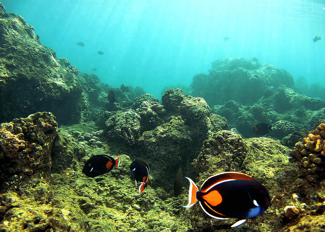 Pollution and sedimentation hurt reefs