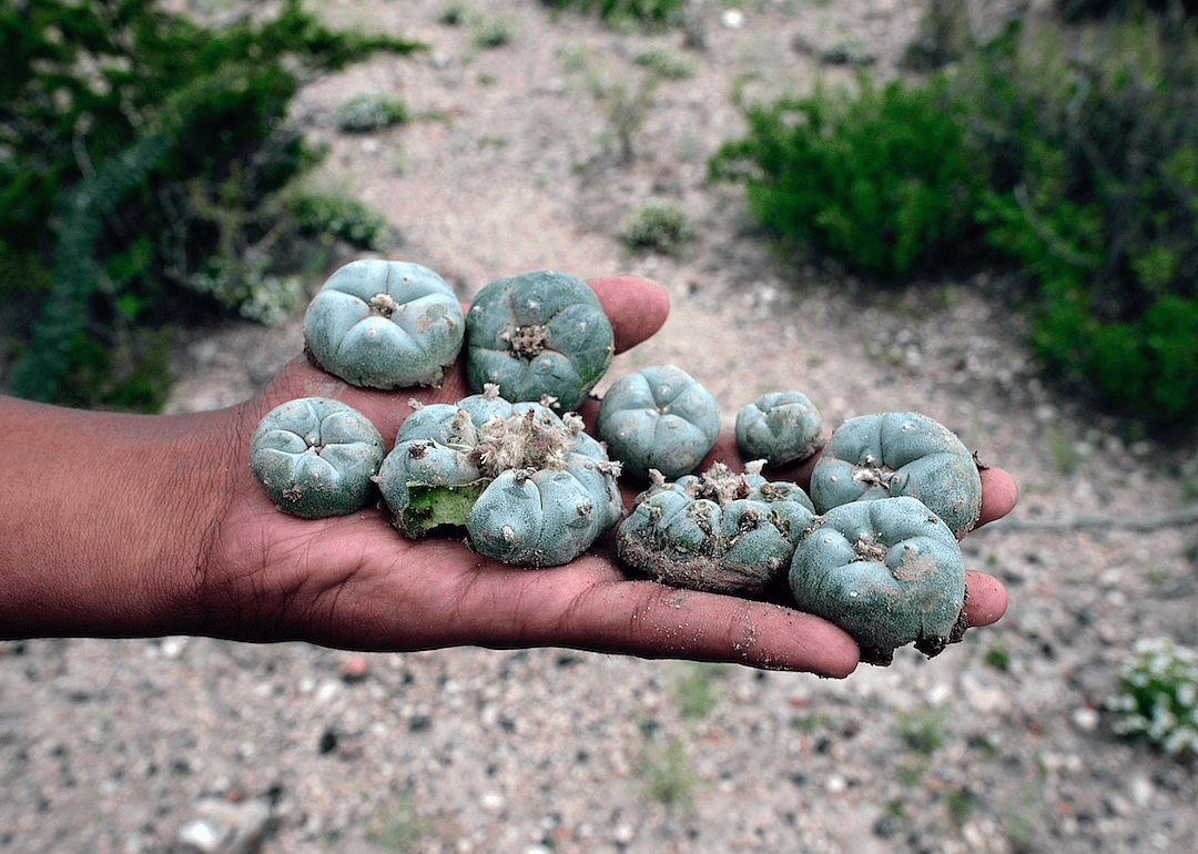 It’s legal to use peyote in Mexico