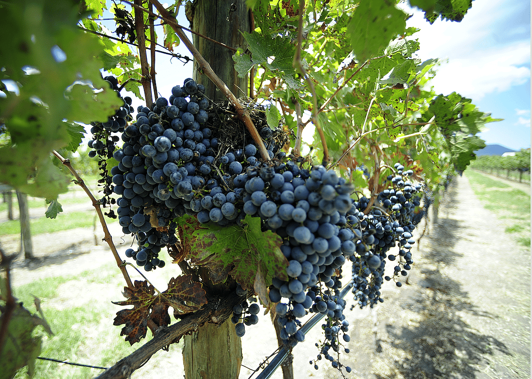 Mexico makes wonderful wine