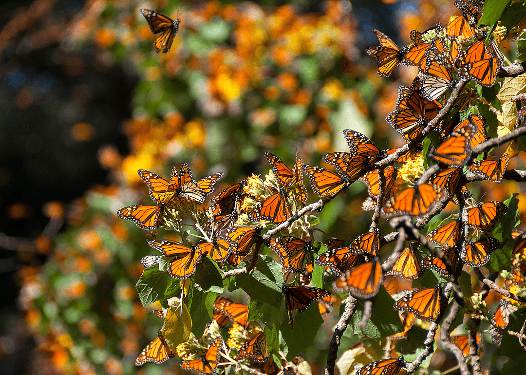 You can see monarch butterflies migrate every year