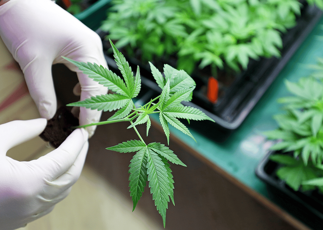 1996: Proposition 215 takes first steps to legalize marijuana