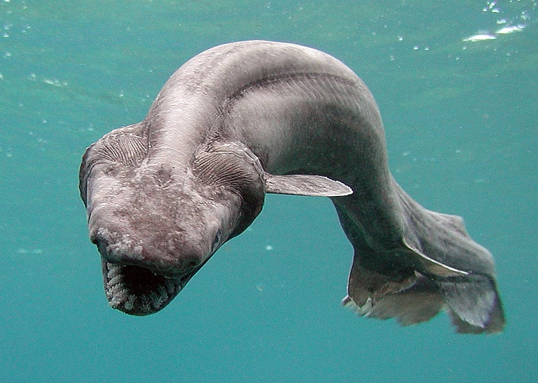 Frilled shark