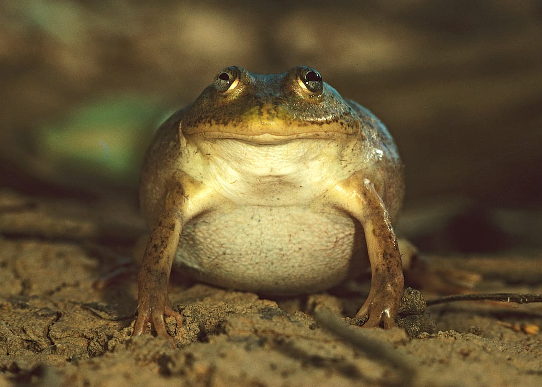 Water-holding frog
