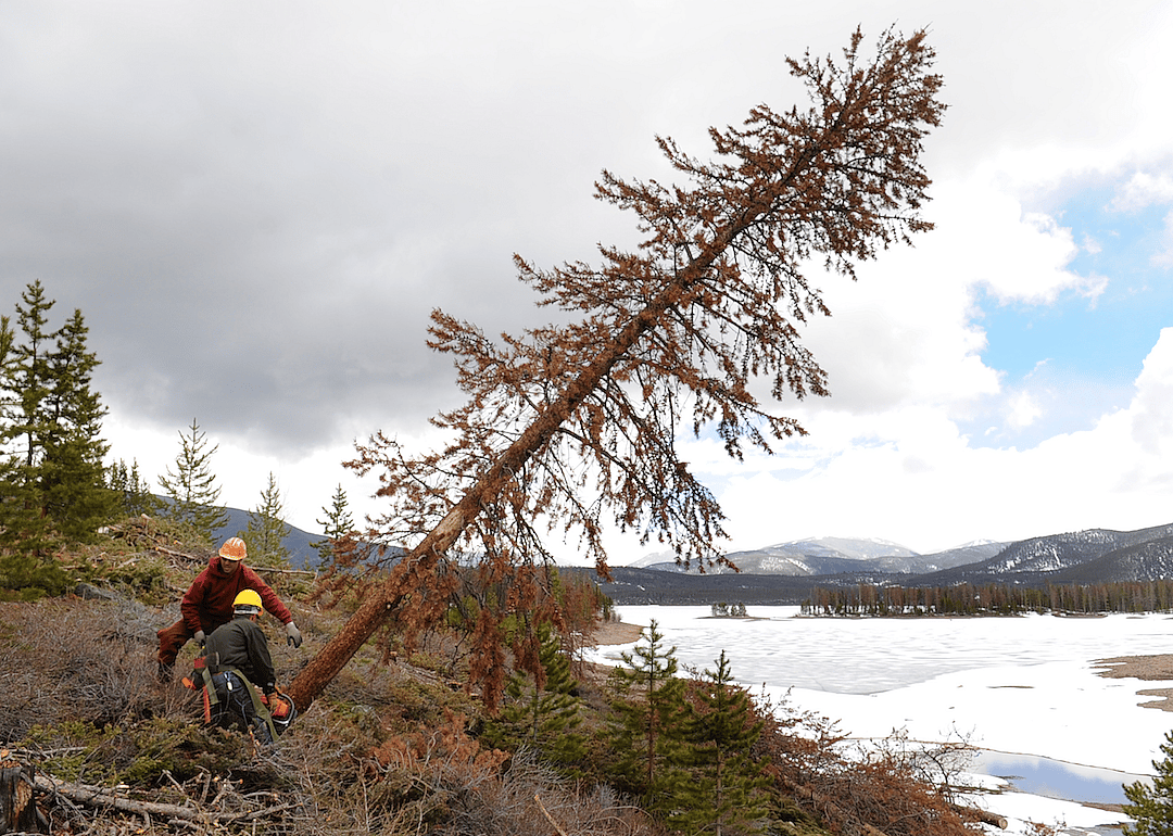 #39. Forest and conservation workers