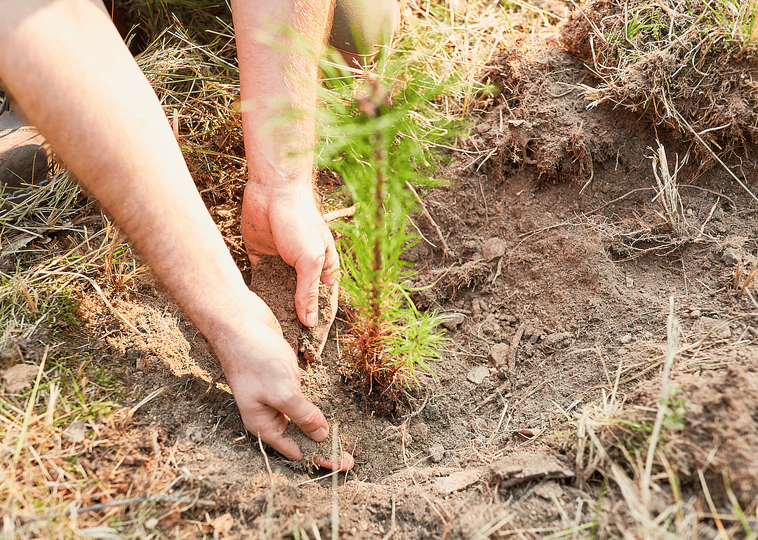 #29. Forest and conservation technicians
