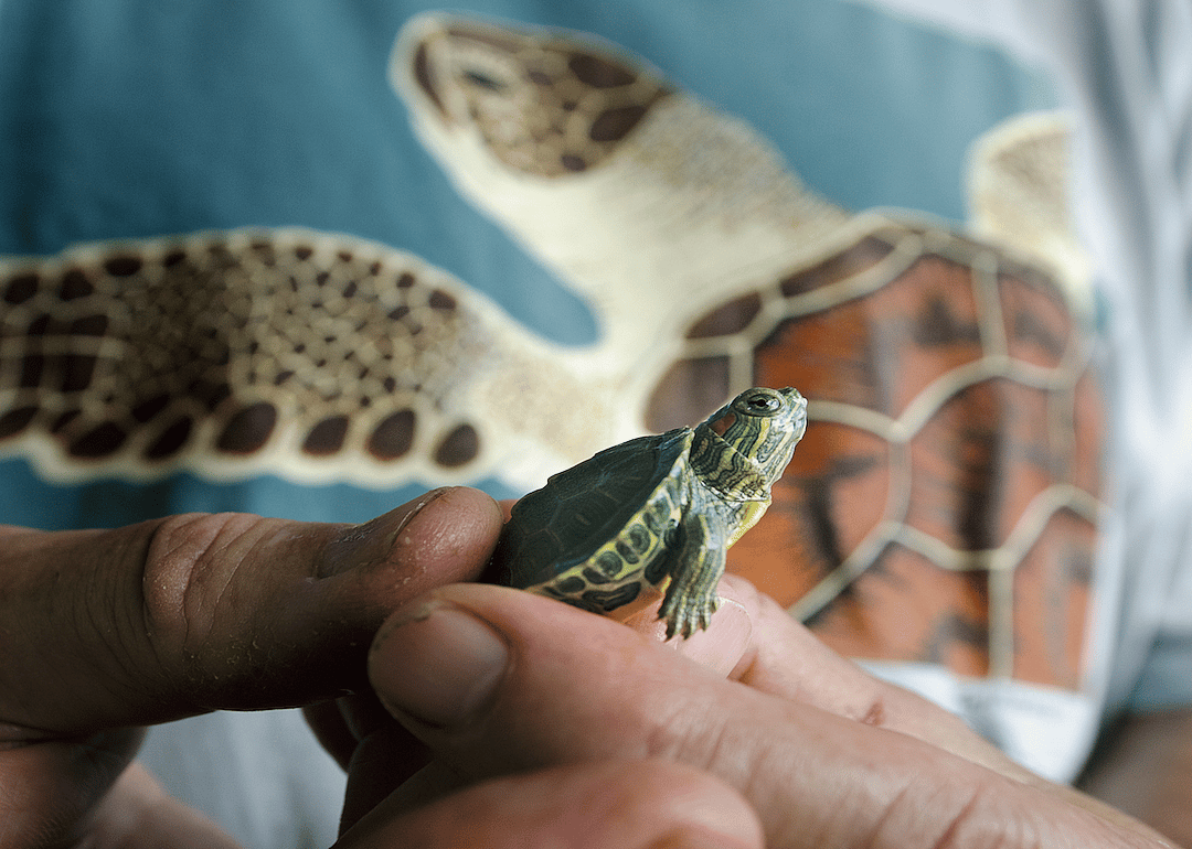 #7. Zoologists and wildlife biologists