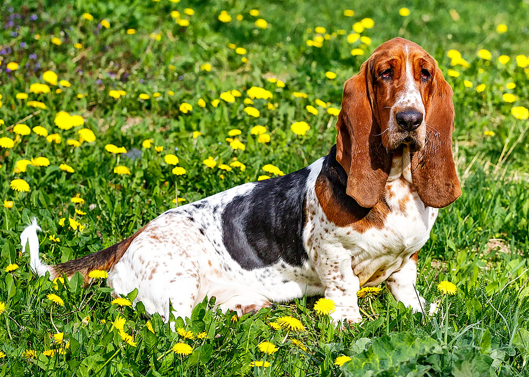 Basset hound on the grass with dandelions.