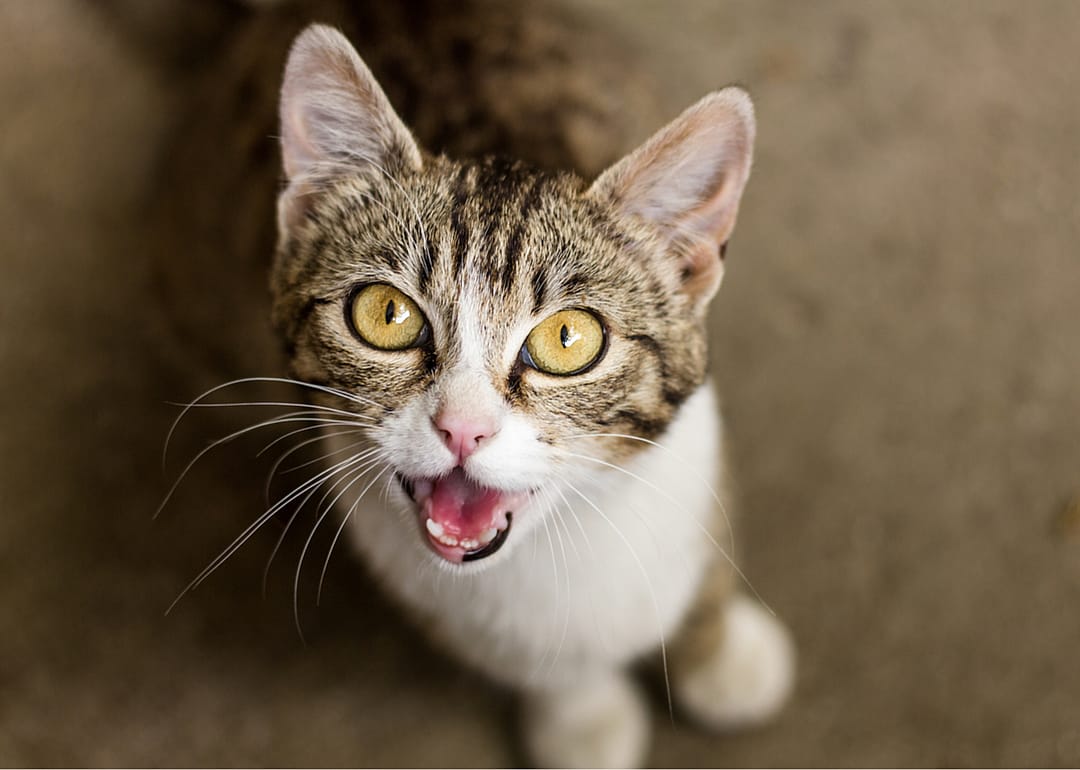 Some cat meows sound like baby cries to get you to do their bidding