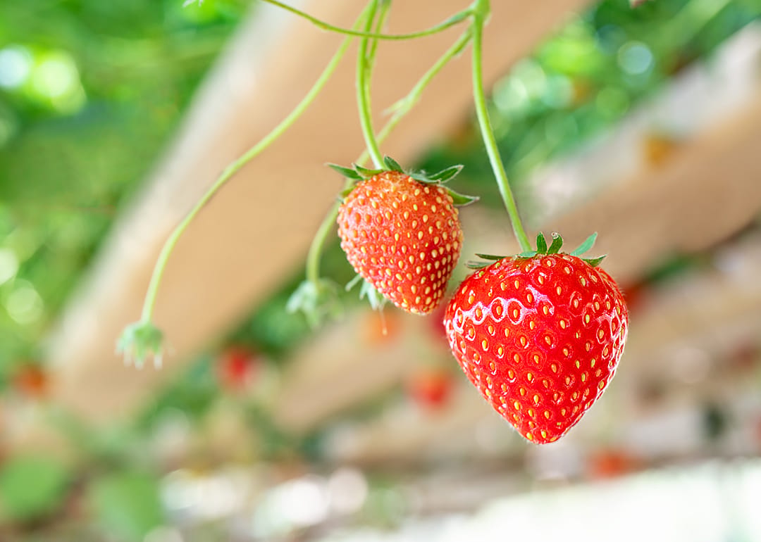 Closeup of strawberries growing in a hydroponic vertical farm.