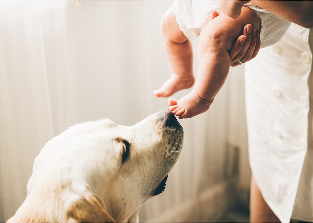 When a baby cries, dogs react similarly to humans