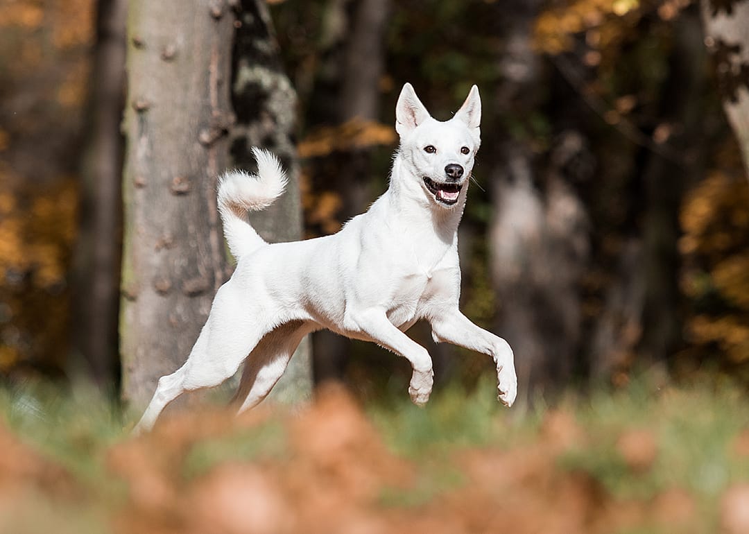 Caanan dog running in the park.