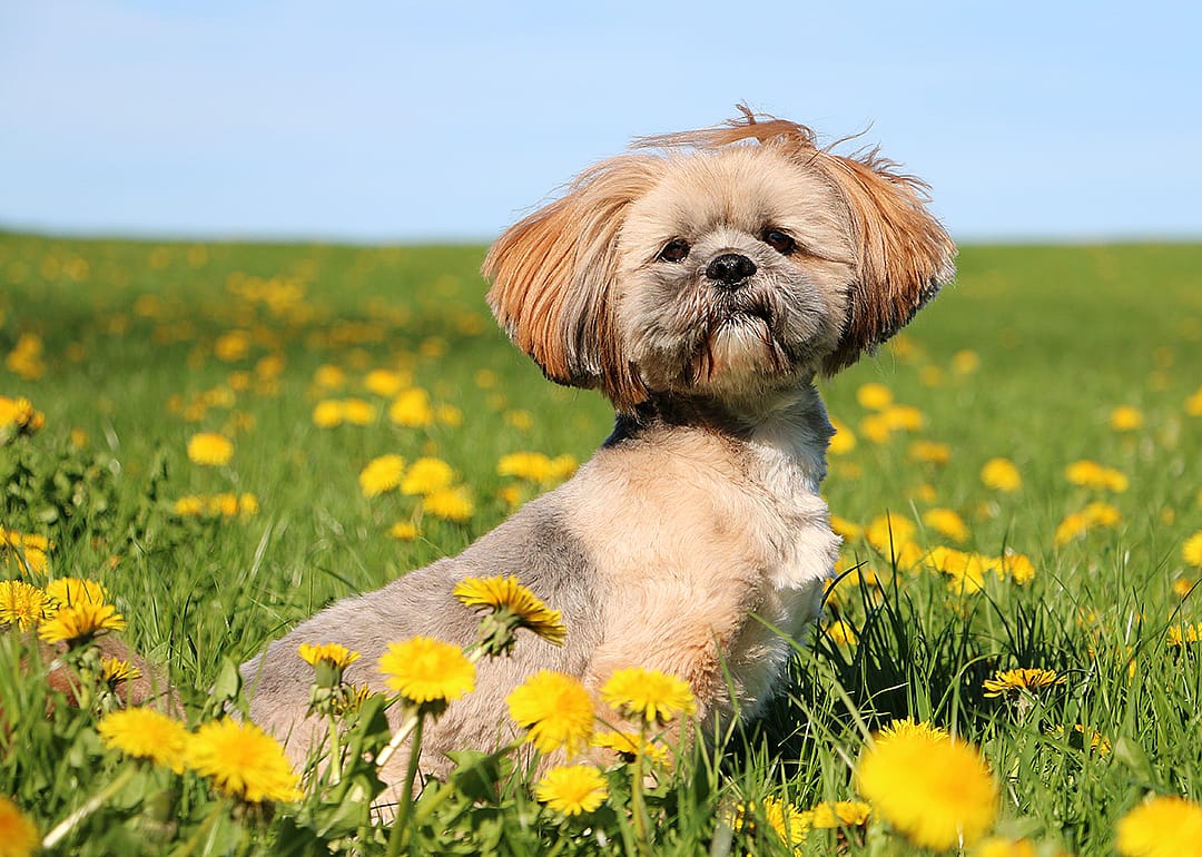 Lhasa apso portrait in a field of dandelions.