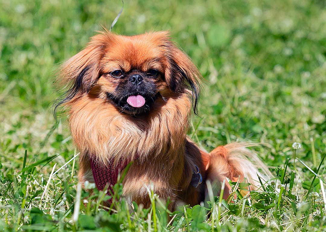 Pekingese sitting on green grass.