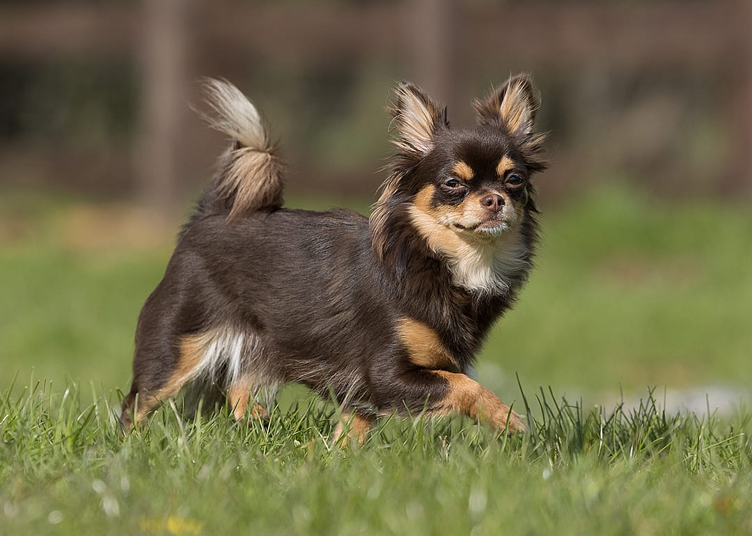 Long haired chihuahua trotting on grass