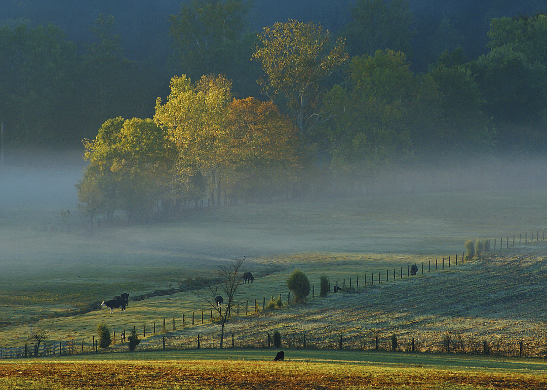 #29. Ohio County