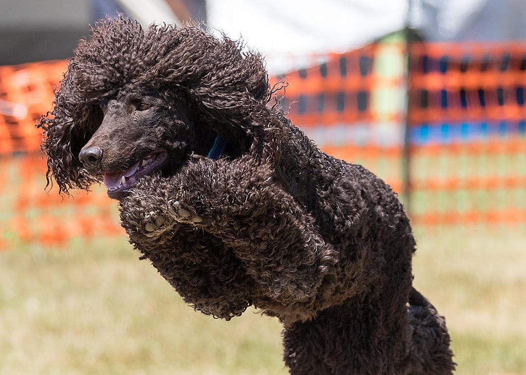 Irish Water Spaniel jumping on agility course.