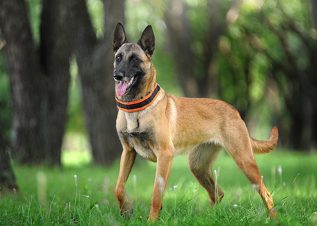 Belgian Shepherd Malinois standing in the forest.