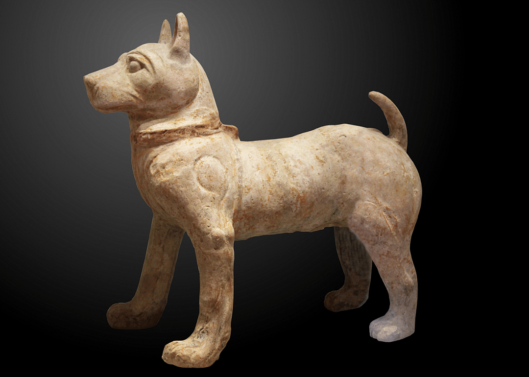 5,000 years ago: Eastern dogs win the genetic war