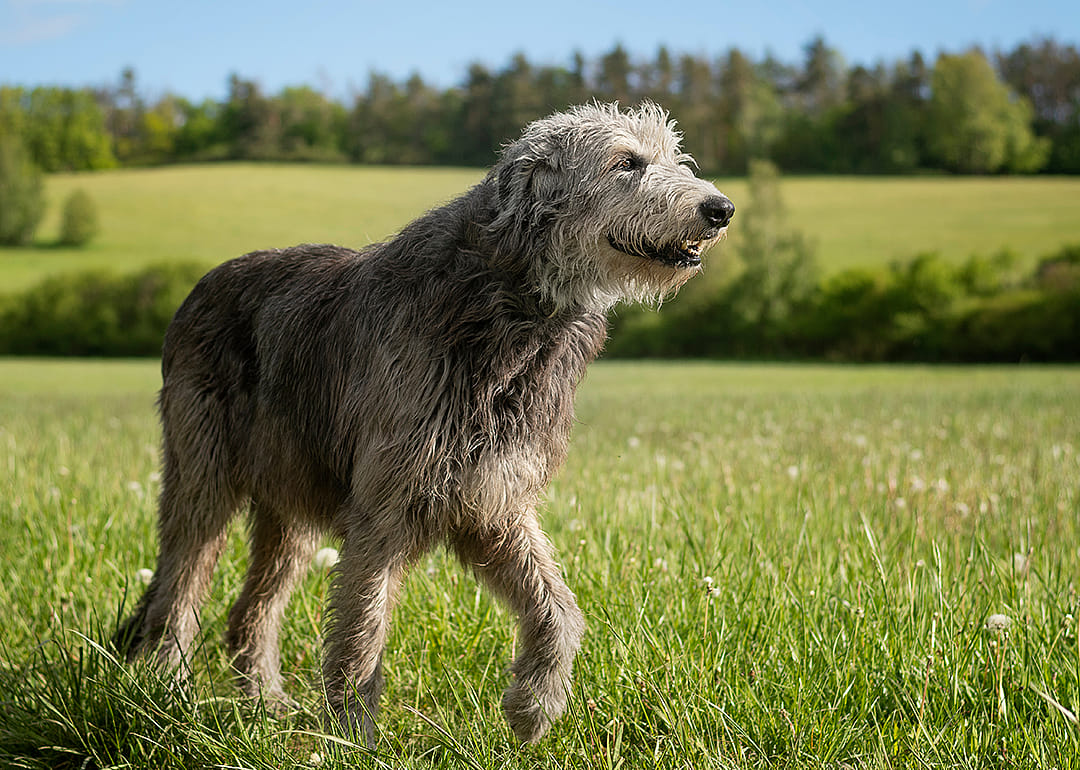 Irish Wolfhound walks in grassy field.