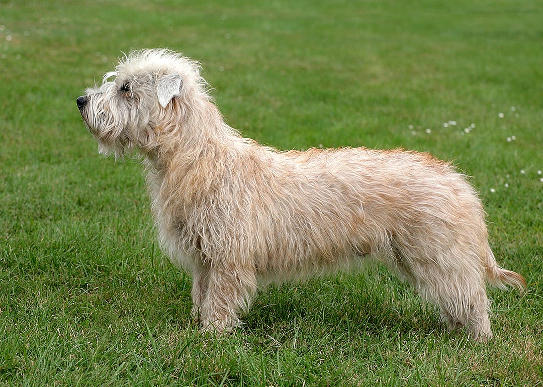 Side view of a Glen Terrier in spring.