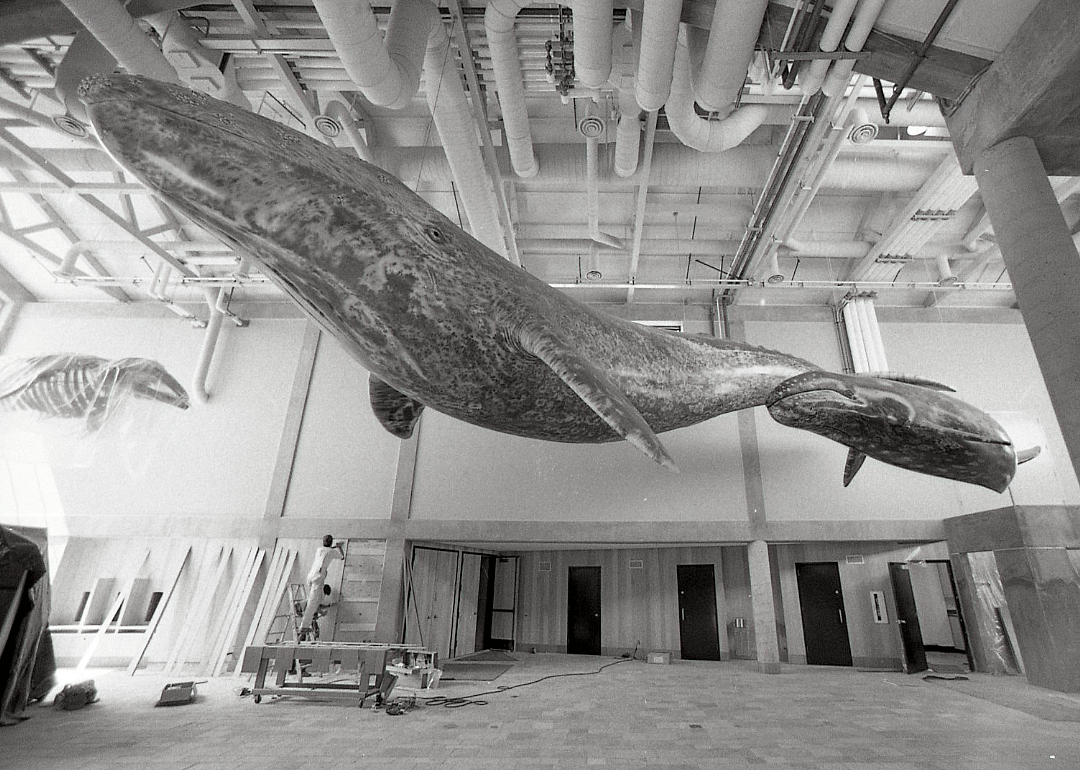 Monterery Bay Aquarium - Monterey, California 1984