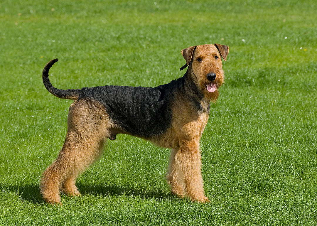 Airedale terrier in a meadow.
